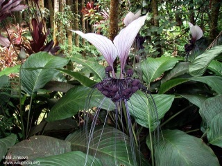 Tacca integrifolia