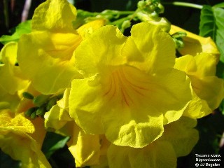 Tecoma stans var. stans