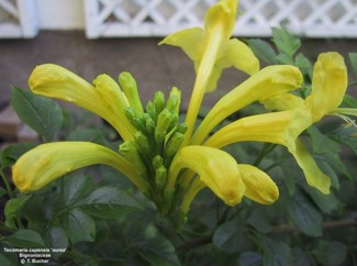 Tecomaria capensis aurea