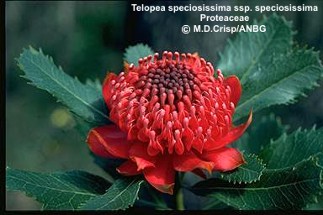 Telopea speciosissima