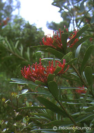 Exotische Nutz und Zierpflanzen Telopea truncata