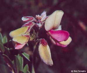 Tephrosia virginiana