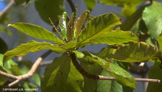 Terminalia catappa