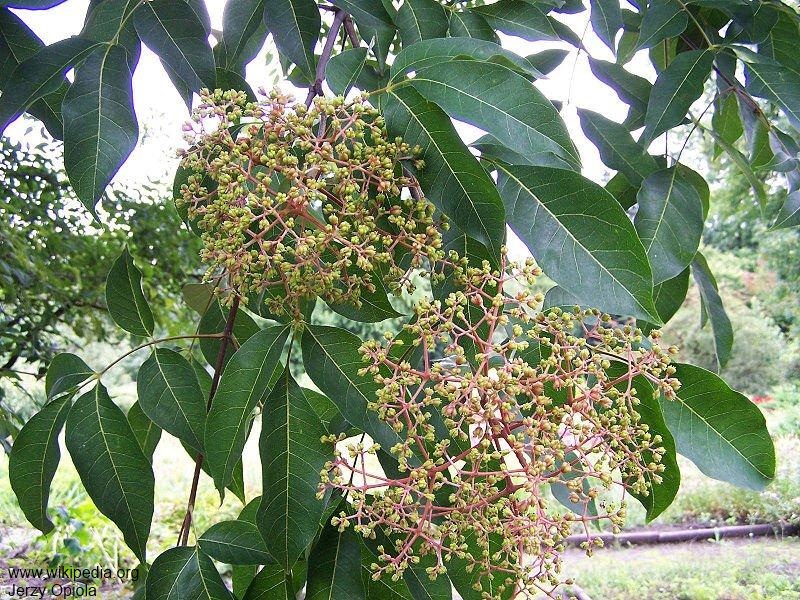 Exotische Nutz und Zierpflanzen Tetradium daniellii