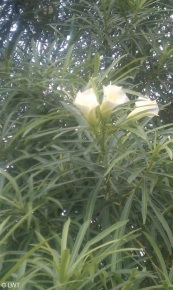 Thevetia peruviana (cream)