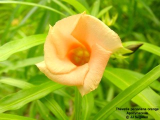 Thevetia peruviana (orange)