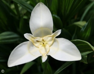 Tigridia pavonia 'alba'