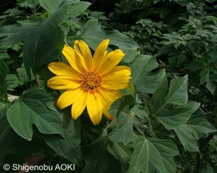 Tithonia diversifolia