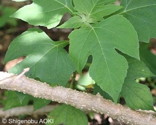 Tithonia diversifolia