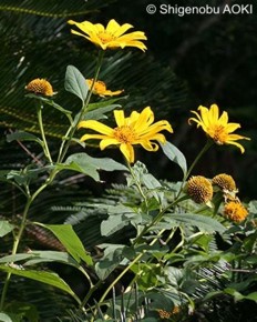 Tithonia diversifolia