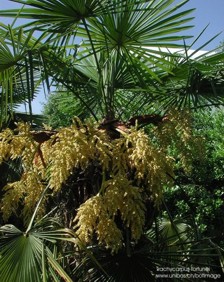 Trachycarpus fortunei