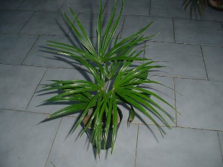 Trachycarpus takil