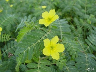 Tribulus cistoides