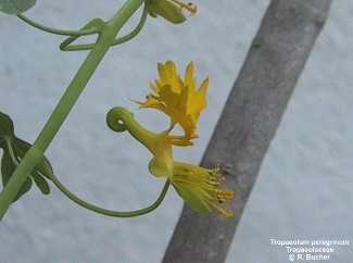 Tropaeolum peregrinum