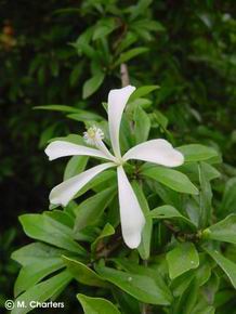 Turraea obtusifolia