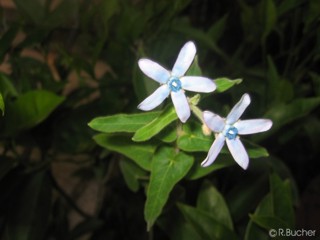 Tweedia caerulea