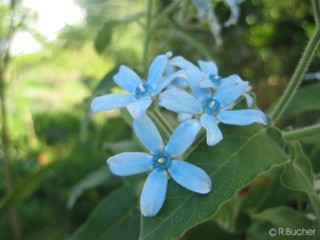 Tweedia caerulea