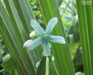 Tweedia caerulea