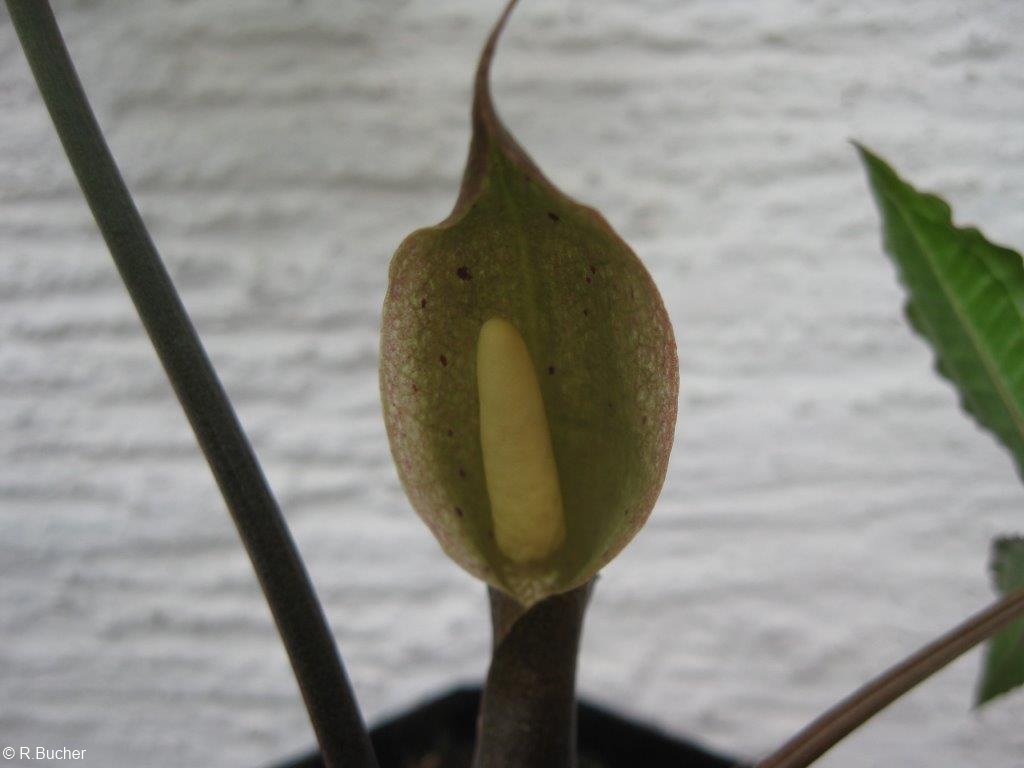 Exotische Nutz und Zierpflanzen Typhonium horsfieldii