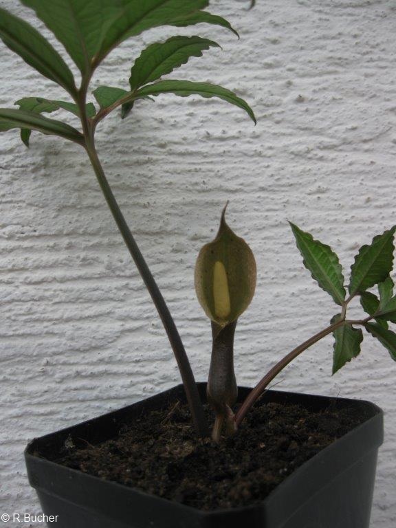 Exotische Nutz und Zierpflanzen Typhonium horsfieldii
