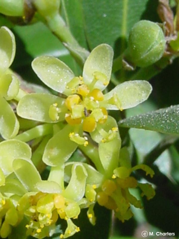 Exotische Nutz und Zierpflanzen Umbellularia californica