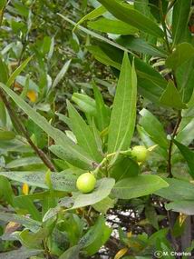 Umbellularia californica