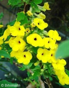 Uncarina grandidieri