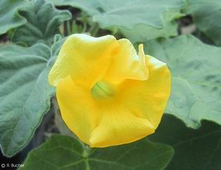 Uncarina roeoesliana