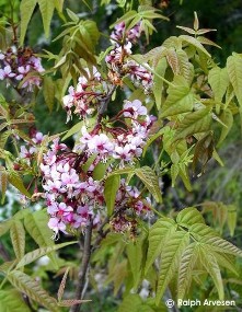 Ungnadia speciosa 