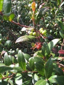Vaccinium exul