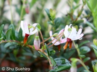 Vaccinium macrocarpon