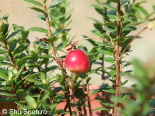 Vaccinium macrocarpon