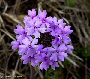 Glandularia canadensis