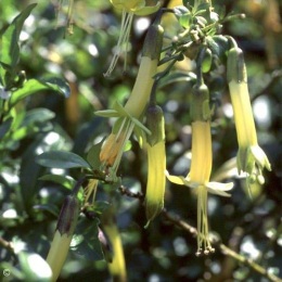 Vestia foetida