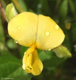 Vigna luteola