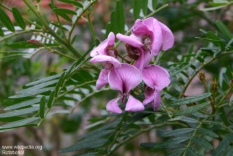 Virgilia divaricata