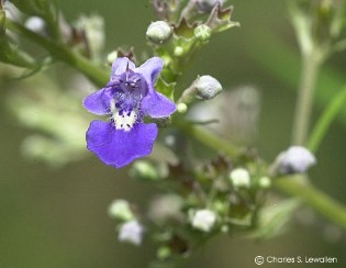 Vitex agnus-castus 