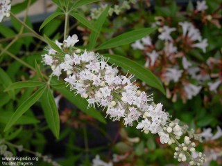 Vitex agnus-castus 'alba'