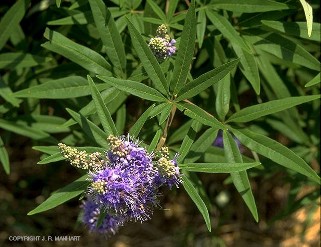 Vitex agnus-castus 