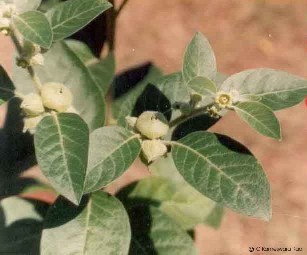 Withania somnifera