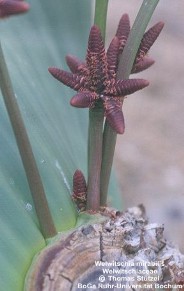 Welwitschia mirabilis