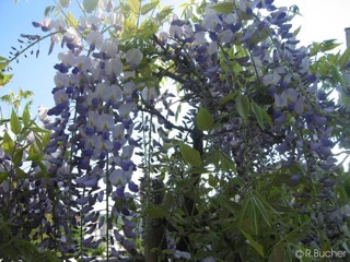 Wisteria sinensis