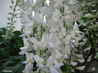 Wisteria sinensis alba