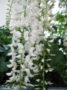 Wisteria sinensis alba