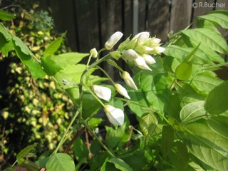 Wisteria sinensis alba