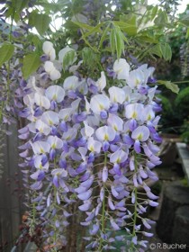 Wisteria sinensis