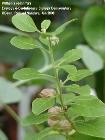 Withania somnifera