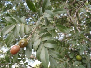 Xanthocercis zambesiaca