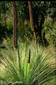Xanthorrhoea australis
