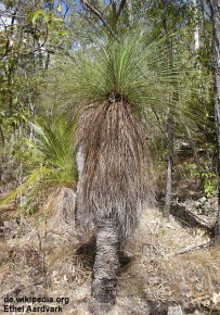 Xanthorrhoea latifolia